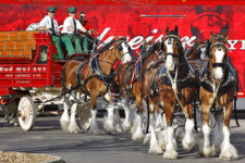 Budweiser Clydesdales parade and beer sampling