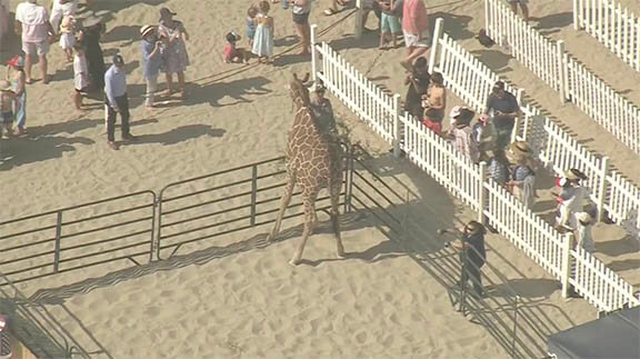 Giraffe-Santa Monica