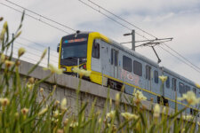 Yellow and gray light rail train on an elevated track with overhead power lines, seen through foreground wildflowers.