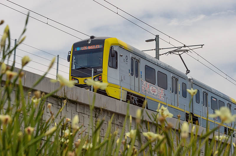 Yellow and gray light rail train on an elevated track with overhead power lines, seen through foreground wildflowers.