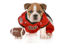 football-dog