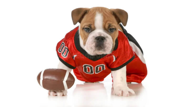 football-dog