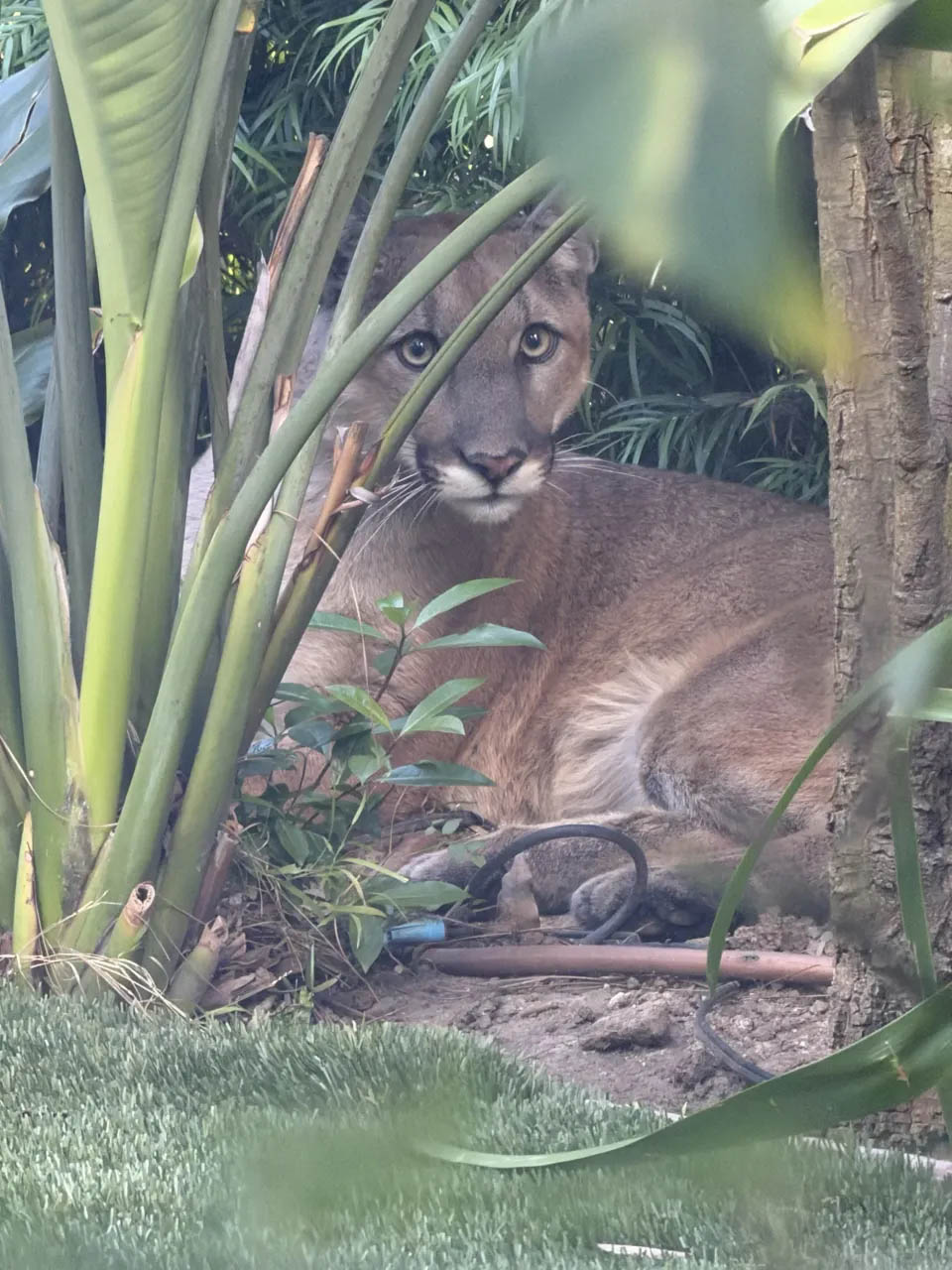 A small mountain lion is discovered in the backyard of a Santa Monica residence.