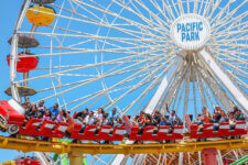 Red roller-coaster train carrying riders on a track beneath a large Ferris wheel at Pacific Park, with a clear blue sky above.