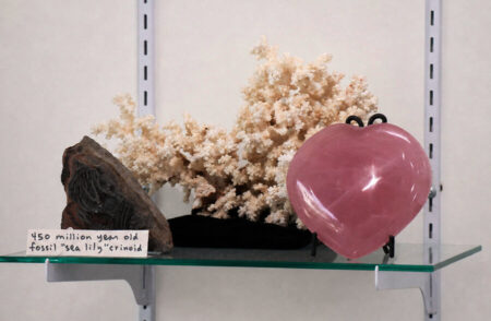 Fossil rock labeled '450 million year old fossil sea lily crinoid' next to a pink heart-shaped crystal on a glass shelf.