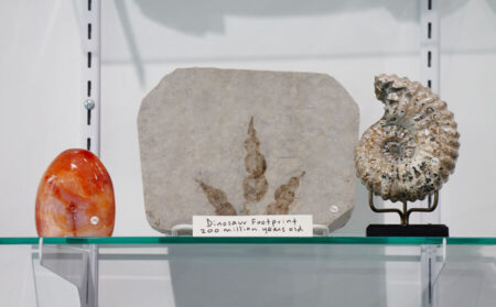 Gray rock slab with a three-toed dinosaur footprint impression, centered on a display shelf with a label beneath it.