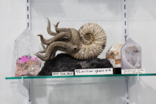 Wonders of the World display | Santa Monica Sun Display shelf with a spiral ammonite fossil and a tentacled creature on a black rock, flanked by crystal rocks and handwritten labels (Not for sale, 95 million years old).