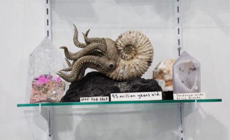Display shelf with a spiral ammonite fossil and a tentacled creature on a black rock, flanked by crystal rocks and handwritten labels (Not for sale, 95 million years old).