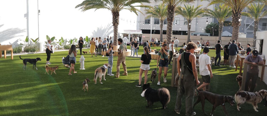 People and their dogs at an outdoor dog meetup on a sunny lawn with palm trees and string lights.