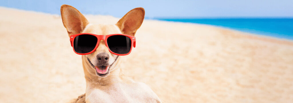 Dog wearing red sunglasses on a sunny beach with the ocean in the background, smiling at the camera.