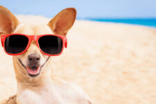 Dog wearing red sunglasses on a sunny beach with the ocean in the background, smiling at the camera.