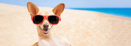 Dog wearing red sunglasses on a sunny beach with the ocean in the background, smiling at the camera.