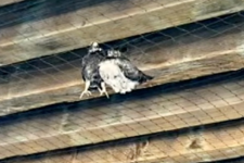 Dead pigeon at Santa Monica Pier
