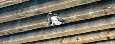 Dead pigeon at Santa Monica Pier