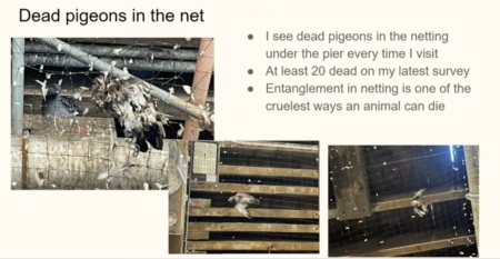 Pigeon slide from City Council