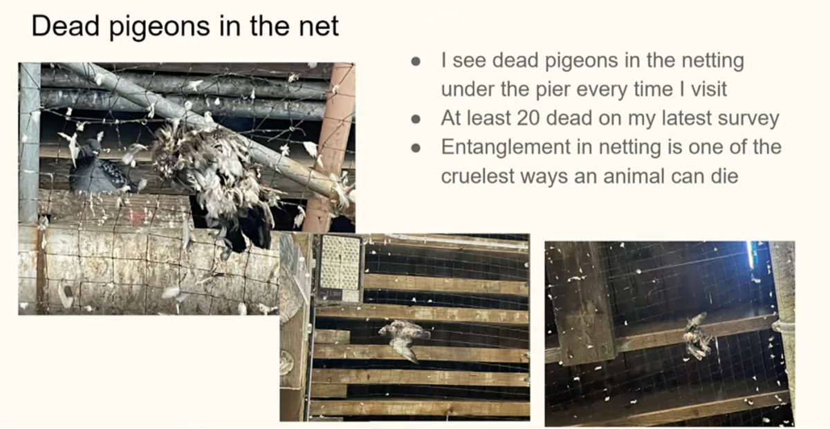 Santa Monica City Council slide on pigeon netting